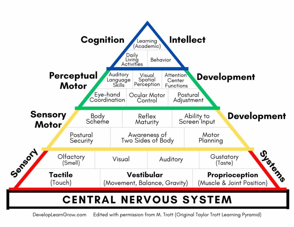 A diagram of the central nervous system