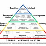 A diagram of the central nervous system